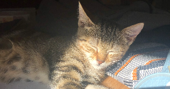 anaïs pet sitter à MARCY L ETOILE 69280_6