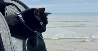 marine pet sitter à MARCOUSSIS 91460_2
