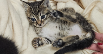 axelle pet sitter à CANOHES 66680_2