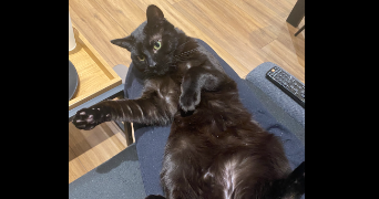 manon pet sitter à HAZEBROUCK 59190_5