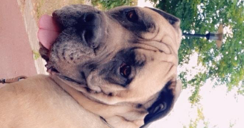 laura pet sitter à DRANCY 93700_11