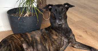 doriane pet sitter à Gonesse 95500_9