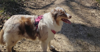 camille pet sitter à MELUN 77000_2