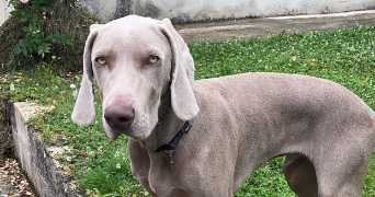 jeanne pet sitter à FERE CHAMPENOISE 51230_2