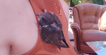 laura pet sitter à LA CIOTAT 13600_4