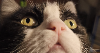 isabelle pet sitter à PERENCHIES 59840_3