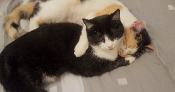 magali pet sitter à ALBERTVILLE 73200_1