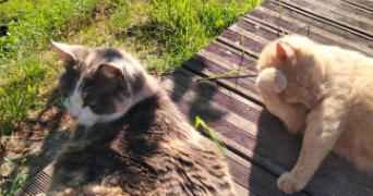 marion pet sitter à ST GERAUD DE CORPS 24700_2