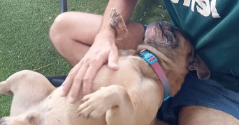 tony pet sitter à VILLEMADE 82130_1