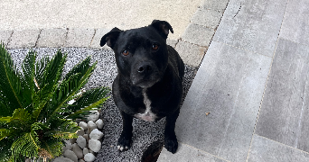 lauriane pet sitter à VILLEFRANCHE DE LAURAGAIS 31290_3