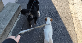 clothilde pet sitter à SALEUX 80480_3