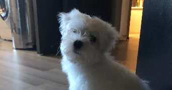 lucie pet sitter à MONTPELLIER 34000