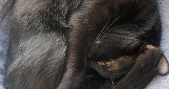 mathilde pet sitter à BOIS COLOMBES 92270_0