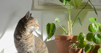 louise pet sitter à AVON 77210_7