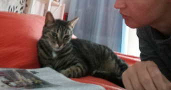 lisenn cat sitter à MAISONS ALFORT 94700_3