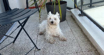 alexia pet sitter à POISSY 78300_0