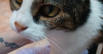 sophie pet sitter à MONTFERRIER 09300_1