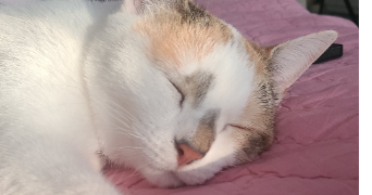justine pet sitter à TOURCOING 59200_2