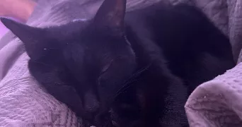 hidaya pet sitter à fontenay le fleury 78330