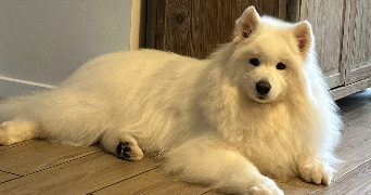 adeline dog sitter à PONTOISE 95300_5