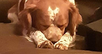 mareva pet sitter à CLAMART 92140_6