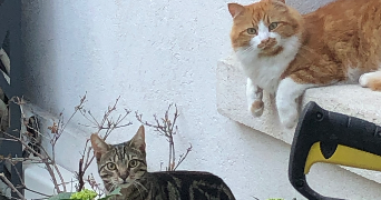 séléna pet sitter à MARSEILLE 09 13009_2