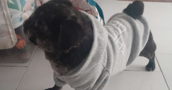 emmy pet sitter à Clermont-Ferrand 63000_9