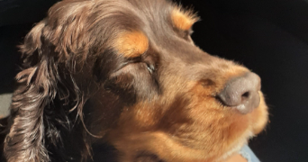 angelina pet sitter à LA CHAPELLE HEULIN 44330_5