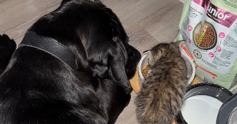 evannah pet sitter à SENS 89100_4