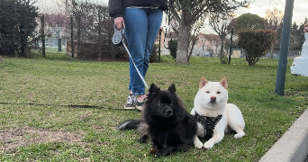 elodie pet sitter à CLERMONT FERRAND 63100_8