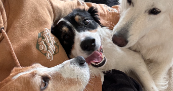 emeraude pet sitter à LA ROCHELLE 17000_16