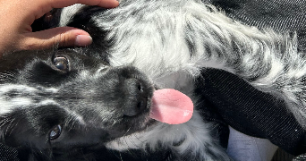 emma pet sitter à PARIS 10 75010_7