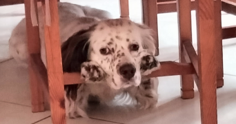 stéphanie pet sitter à SOISY SOUS MONTMORENCY 95230_0