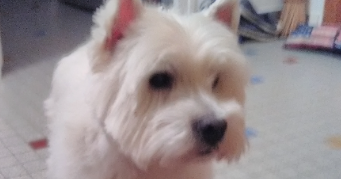 caroline pet sitter à BOURG LES VALENCE 26500_2