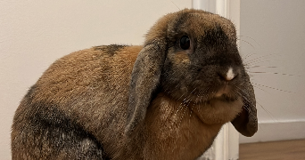 marie pet sitter à LEVALLOIS PERRET 92300_0