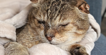 céline pet sitter à DUNKERQUE 59140_5
