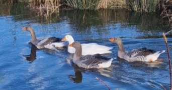 lydie pet sitter à AUDRUICQ 62370_4