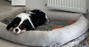 elisa pet sitter à SARAN 45770_6