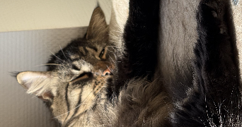 alizée pet sitter à HAGUENAU 67500_2