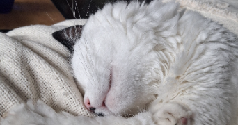 katérina pet sitter à ST CHAMAS 13250_2