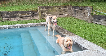 coynes pet sitter à LA MULATIERE 69350_4