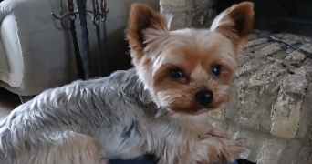 sandrine pet sitter à ANNOEULLIN 59112_9