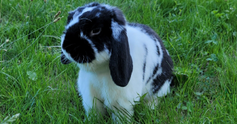 hélène pet sitter à LUDRES 54710_2