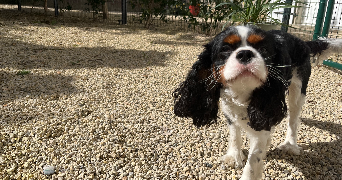 nathan pet sitter à FONTENAY LE COMTE 85200_6