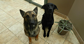 marion pet sitter à LYON 02 69002_5