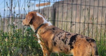 méli pet sitter à CHALLANS 85300_1