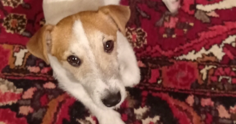 ombeline pet sitter à LE CHESNAY ROCQUENCOURT 78150_3