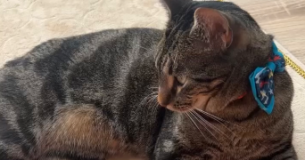 chloe pet sitter à LILLE 59000_1