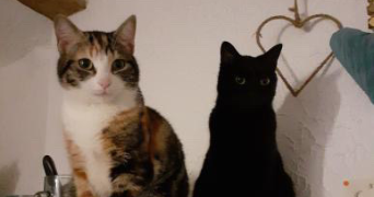 safia pet sitter à LA CRAU 83260_0