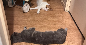 crystalle pet sitter à ST BARTHELEMY D ANJOU 49124_2